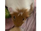 Adopt Cinnamon a Guinea Pig