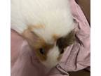 Adopt Dabby a Guinea Pig