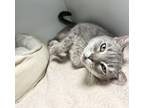 Adopt Leia a Domestic Short Hair