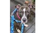 Adopt Leia a Mixed Breed