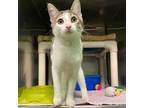 Adopt Jubilee a Domestic Short Hair