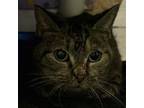 Adopt Patsy Cline a Domestic Short Hair