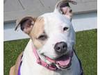 Adopt PIPER a Pit Bull Terrier, Mixed Breed