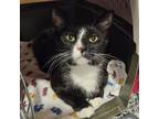 Adopt Comet a Domestic Short Hair