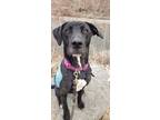 Adopt Riley a Labrador Retriever