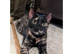 Adopt Autumn a Domestic Short Hair