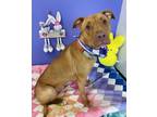 Adopt Blondie a Mixed Breed