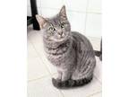 Adopt JADE a Domestic Short Hair