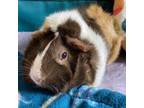 Adopt Bubbles a Guinea Pig