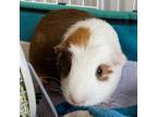 Adopt Lilly a Guinea Pig