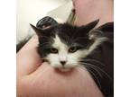 Adopt Lily a Domestic Long Hair