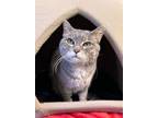 Adopt Jolene a Domestic Short Hair