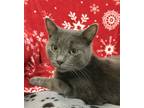 Adopt Gravy a Domestic Short Hair