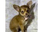 Chihuahua Puppy for sale in Lumberton, NC, USA