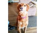 Adopt Willow a Golden Retriever