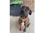 Adopt Maple a Boxer, Mixed Breed