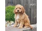 Cavapoo Puppy for sale in Berlin, OH, USA