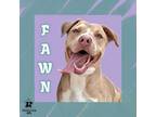 Adopt Fawn a Mixed Breed