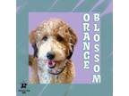 Adopt Orange Blossom a Mixed Breed