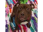 Adopt Lucille a Pit Bull Terrier