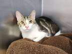 Adopt Nova a Domestic Short Hair