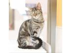 Adopt Paint Brush a Domestic Short Hair