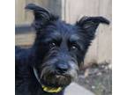 Adopt Munich a Miniature Schnauzer