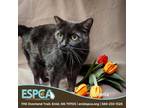 Adopt Bella a Domestic Short Hair