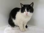 Adopt PASTRY a Domestic Short Hair