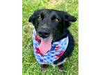 Adopt Stellah a Labrador Retriever, Mixed Breed