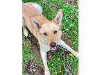 Adopt Flora a Carolina Dog, Mixed Breed