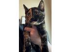 Adopt Holly a Domestic Short Hair