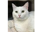 Adopt Crystal a Domestic Short Hair