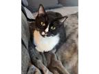 Adopt Chusi a Domestic Short Hair