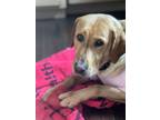 Adopt Taffy a Labrador Retriever