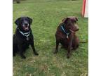 Adopt Shelby and Gemma a Labrador Retriever