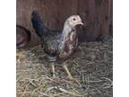 Adopt Agnes a Chicken