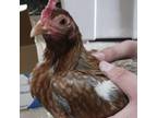 Adopt Bethany a Chicken