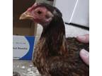 Adopt Miracle a Chicken