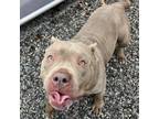 Adopt Shay a Pit Bull Terrier