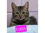 Adopt Edith a Domestic Short Hair