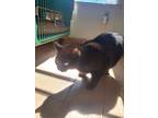 Adopt Minky a Domestic Short Hair