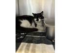 Adopt Moo Moo a Domestic Short Hair