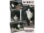 Adopt Winnie a Domestic Short Hair