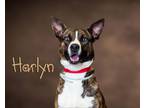 Adopt Harlyn a Husky, Shepherd