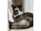 Adopt Mojito a Domestic Short Hair