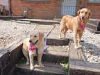 Adopt Lily and Lacy a Golden Retriever