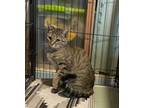 Adopt Diva a Domestic Short Hair