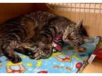 Adopt Rose Marie (24-169) a Domestic Short Hair