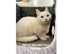 Adopt Meme (Mimi) **COURTESY POST** a Egyptian Mau